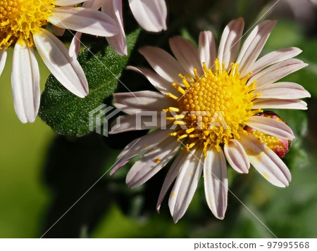 Kikumi的花 97995568