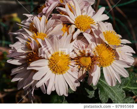 Kikumi的花 Kikumi的花 97995569