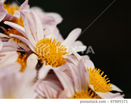 Kikumi的花 97995571