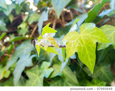 Fresh ivy young leaves 97995649