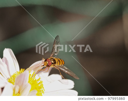 一隻紅眼蒼蠅棲息在一朵小菊花上 97995860