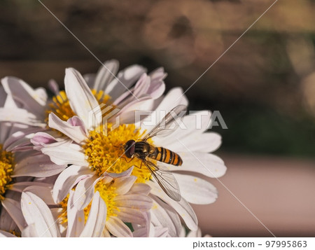 一隻紅眼蒼蠅棲息在一朵小菊花上 97995863
