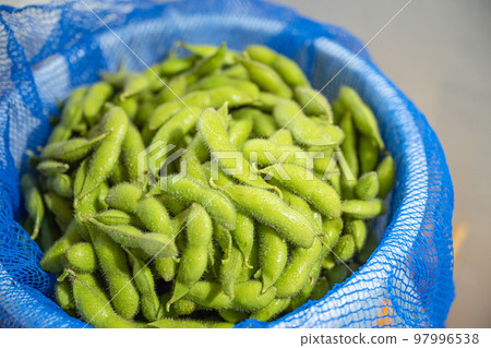 Freshly harvested edamame 97996538