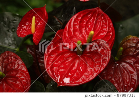 Crimson coral champion flower 97997315