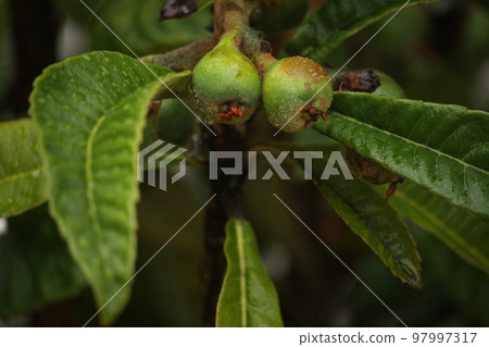 Green loquat fruit that is about to bear fruit 97997317