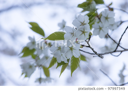 Cherry blossoms with beautiful blooming leaves Cherry blossoms with beautiful blooming leaves 97997349