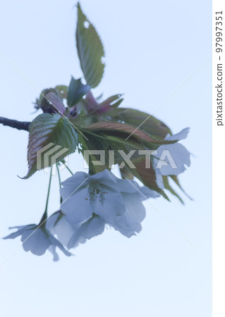 櫻花盛開,葉子美麗 櫻花盛開,葉子美麗 97997351
