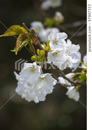 櫻花盛開,葉子美麗 櫻花盛開,葉子美麗 97997353