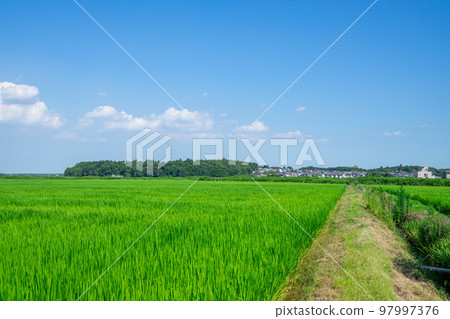 Rural landscape 97997376