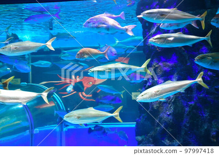 魚津水族館（富山縣） 97997418