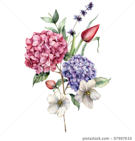 Watercolor spring bouquet of meadow flowers, hydrangea, tulip and buttercup. Hand painted floral poster of wildflowers isolated on white background. Holiday Illustration for design, print, background. 97997610