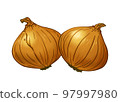 洋蔥的插圖 97997980