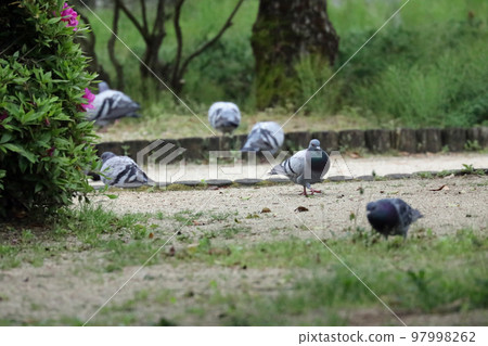 鴿子在公園裡 鴿子在公園裡 97998262