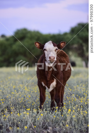 Cattle in Argentine countryside,La Pampa Province, Argentina. 97998300
