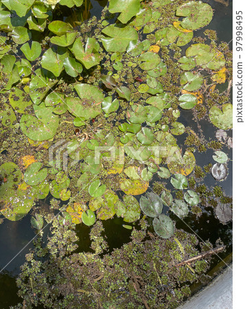 green water lilies on the water 97998495