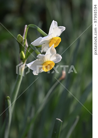 水仙花（水仙） 97998594