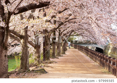 Himeji, Japan Spring Time Park with Cherry Blossoms Himeji, Japan Spring Time Park with Cherry Blossoms 97999385