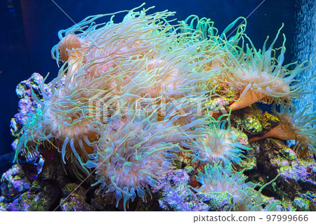 beautiful coral 97999666