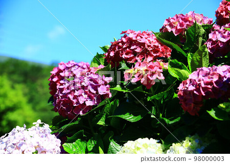 解放美麗的絲球花 98000003