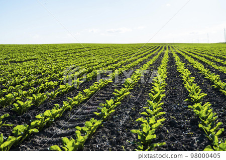 Agriculture. Long rows of young sugar beet sprouts in a fertile soil on an agricultural field. Rural landscape. 98000405