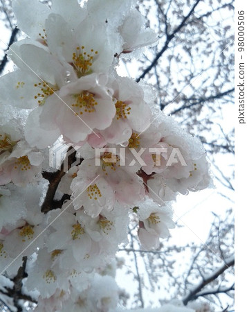 春雪堆積在盛開的櫻花上 春雪堆積在盛開的櫻花上 98000506
