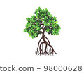 banyan tree or mangroves tree 98000628