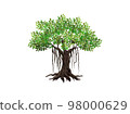 Banyan tree vector illustrations, hand drawn art isolated on white. 98000629
