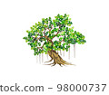 Banyan tree vector illustrations, hand drawn art isolated on white. 98000737