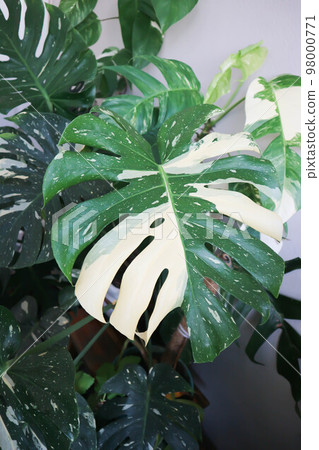 monstera thai constellation or Monstera, Hurricane plant or Swiss cheese or bicolor plant monstera thai constellation or Monstera, Hurricane plant or Swiss cheese or bicolor plant 98000771