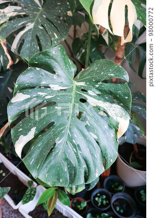 monstera thai constellation or Monstera, Hurricane plant or Swiss cheese or bicolor leaf 98000772