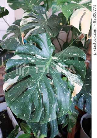 monstera thai constellation or Monstera, Hurricane plant or Swiss cheese or bicolor plant monstera thai constellation or Monstera, Hurricane plant or Swiss cheese or bicolor plant 98000773
