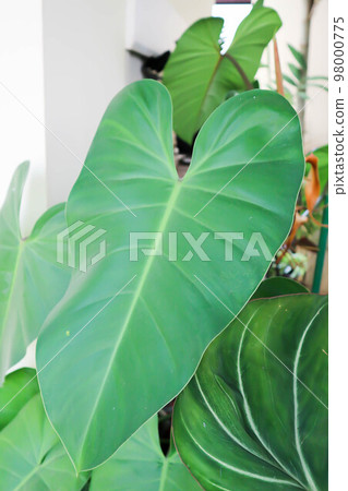 Philodendron erubescens K Koch and Augustin,... - Stock Photo [98000775] -  PIXTA