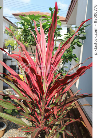 Colorful cordyline leaves ,cordyline terminalis cv Aichiaka or Cordyline fruticosa 98000776