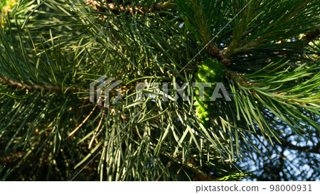 Pine branch in the sun. Selective focus. Pine needles in summer in macro. Pine branch in the sun. Selective focus. Pine needles in summer in macro. 98000931