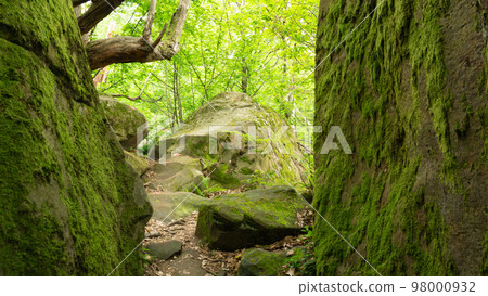 Moss-covered cobblestone in the green forest. Sochi, Lazarevskoe, Berendeevo Tsarstvo, Russia Moss-covered cobblestone in the green forest. Sochi, Lazarevskoe, Berendeevo Tsarstvo, Russia 98000932