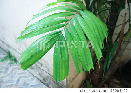 Adonidia merrillii, Livistona rotundifolia or Footstool Palm or Adonidia palm or Christmas palm or Manila palm or Merrills palm or ARECACEAE 98001402