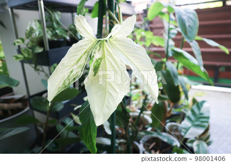 Syngonium podophyllum, Arrowhead Vine or Goosefoot Plant or Araceae 98001406