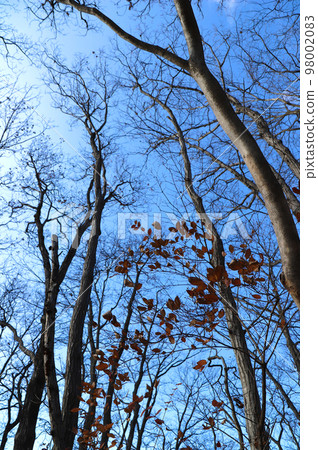 Trees at the summit of Shomaruyama (Yokoze Town, Saitama Prefecture - Hanno City) 98002083