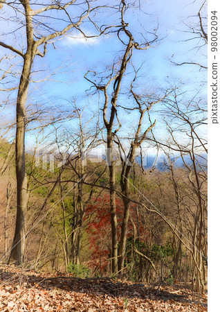 正丸山山頂的樹木（埼玉縣橫瀨町～飯能市） 98002094