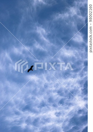 blue sky and black kite in winter blue sky and black kite in winter 98002160