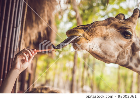 Happy young woman watching and feeding giraffe in zoo. Happy young woman having fun with animals safari park on warm summer day Happy young woman watching and feeding giraffe in zoo. Happy young woman having fun with animals safari park on warm summer day 98002361