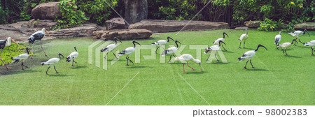 Wildlife and rainforest exotic tropical birds in a bird park BANNER, long format 98002383