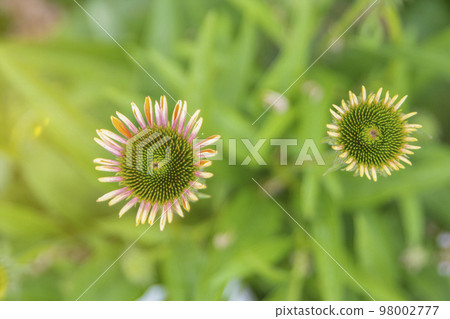Echinacea purpurea, flowering medicinal plant, medicinal plant in a field in summer 98002777