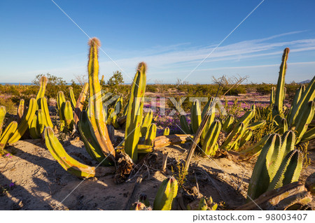 Cactus in Mexico 98003407