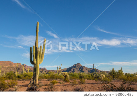 Saguaro Saguaro 98003483