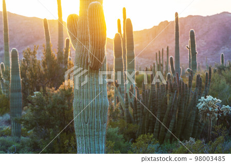 Saguaro 98003485