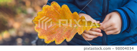 Background autumn orange leaves. Outdoor. BANNER long format 98004034