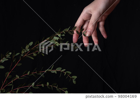 woman's hand reaches for a eucalyptus branch on a black background woman's hand reaches for a eucalyptus branch on a black background 98004169