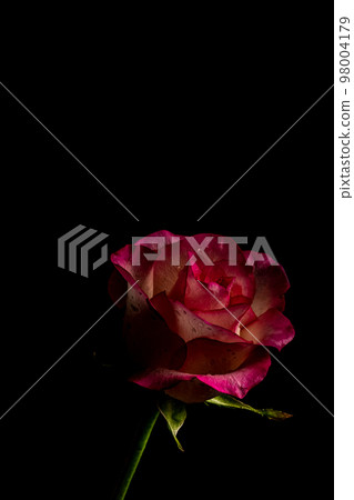 Macro dark burgundy rose on a black background. Soft focus 98004179