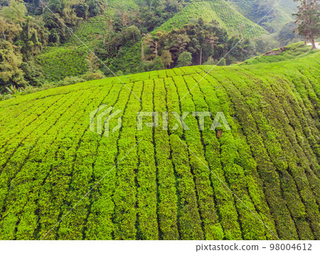 Amazing landscape view of tea plantation in sunset, sunrise time. Nature background with blue sky and foggy 98004612